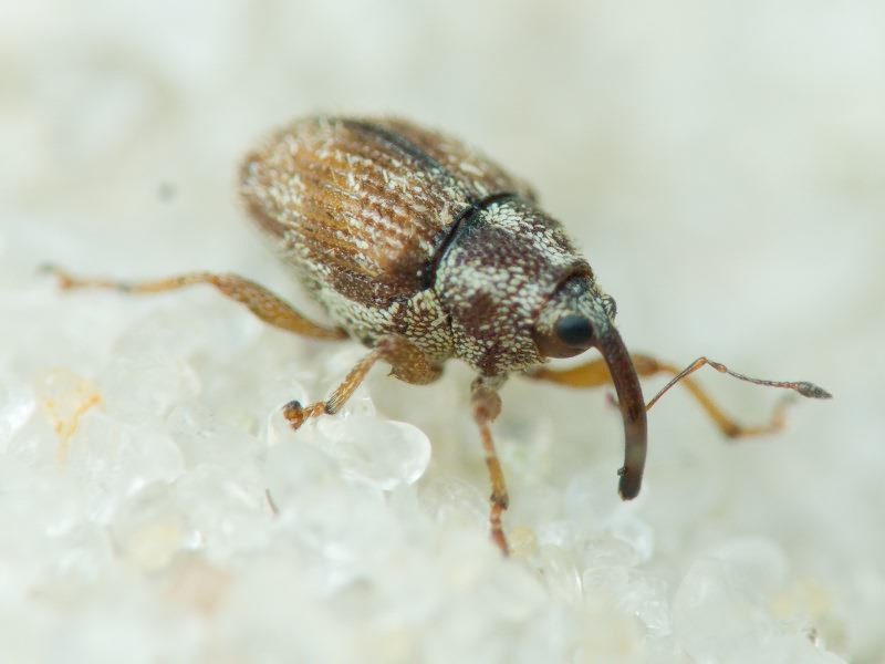 Trichosirocalus barnevillei (Grenier, 1866)